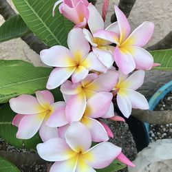 Big Beautiful Pink and White Plumeria from Hawaii