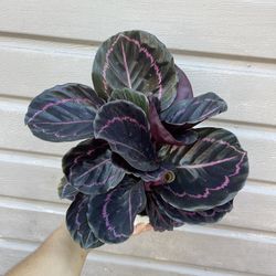 6” Calathea Dottie
