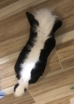 New Medium Dog Skunk Costume Halloween