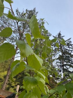 White birch tree starters