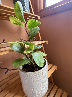 Peperomia with heart shape leaves