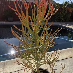 Fire Stick Suculent Cactus Plant 