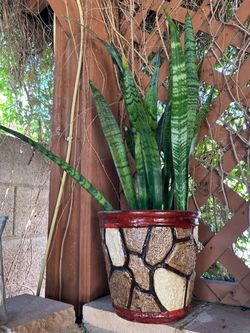 Snake plan in clay pot