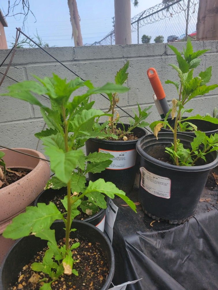 Epazote Plants