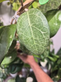 Hoya Verticillata Lampung