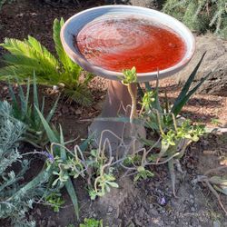 Birdbath