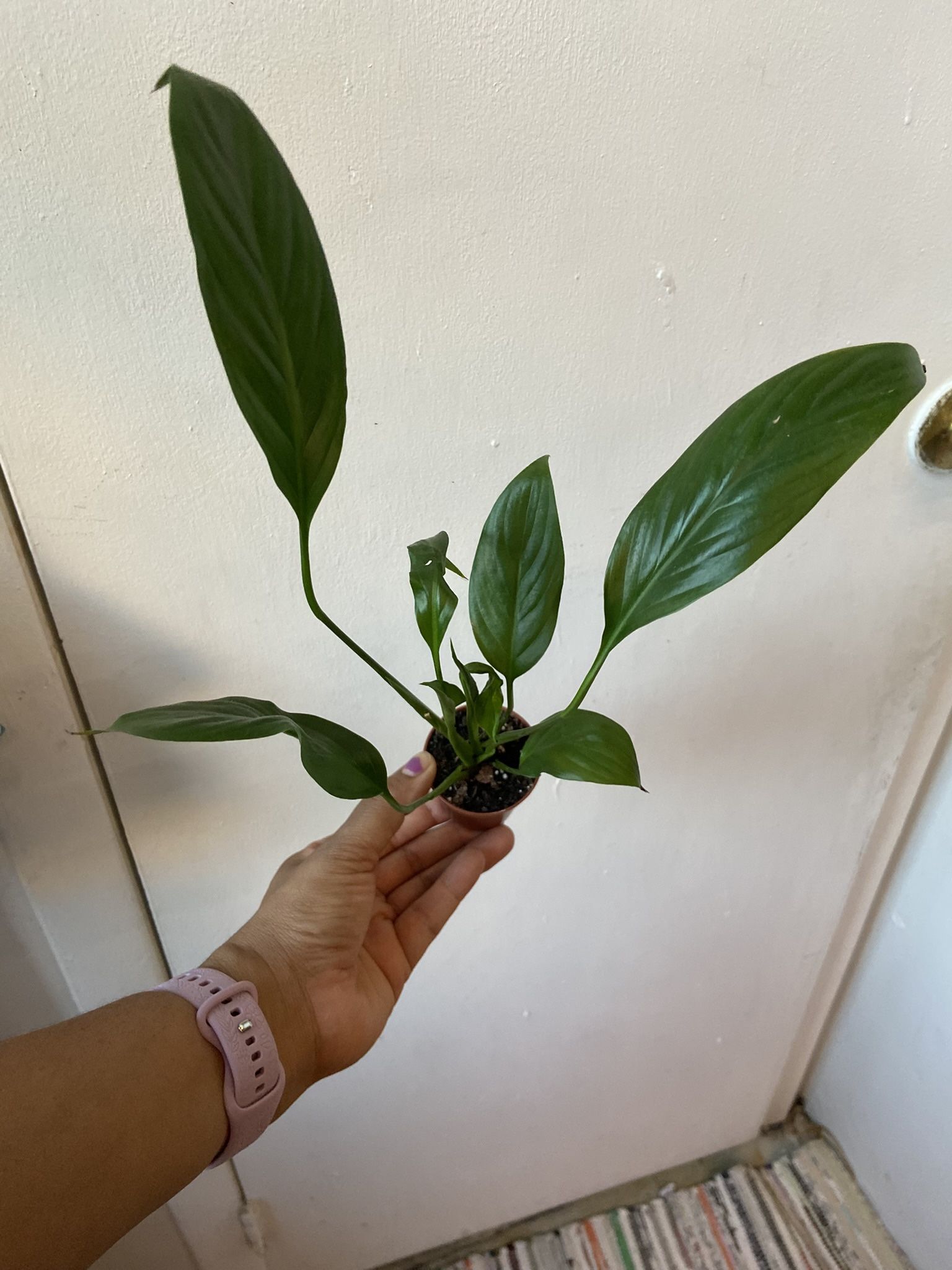 Peace Lily