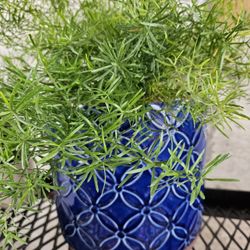 Large Ceramic Pot w/Fern