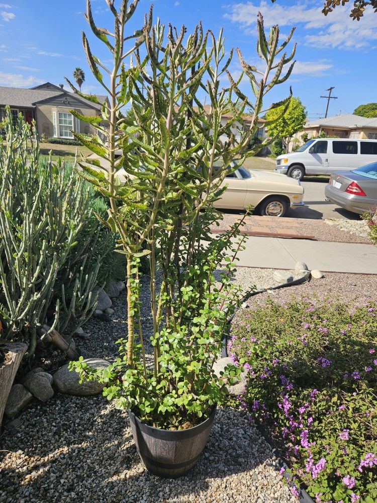 Tall Succulents