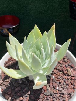 Succulent In Large Bowl