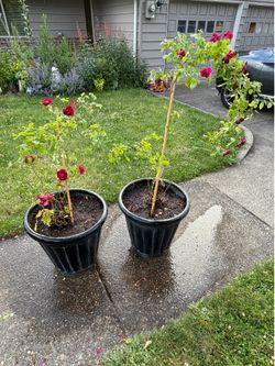 2 huge heavy resin planter pots w/climbing rose. Read description 1st