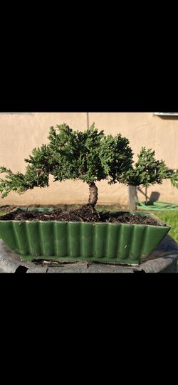 Bonsai Japanese Garden Juniper $60 Each