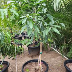 Maha Chanook Mango Awesome Specimen