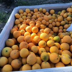 Tenemos Naranja Fresca A 300 El Ven