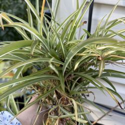 Spider Plants 