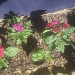 Potted Flowers Need A Home!