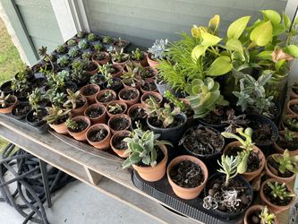 Succulent and plants