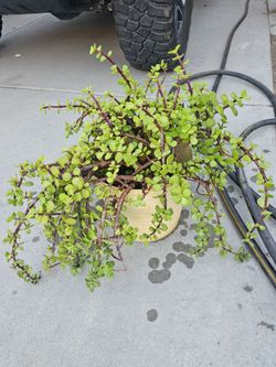 Plant with pot big Size