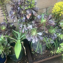Plants Must Sell Drought Tolerant jade ,AGAVE,In 5 Gallon Pots 