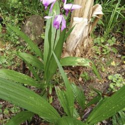 Hardy Ground Orchid Perennial Plants ( Read Description Below)