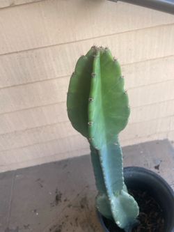 Cereus hexagonus orQueen of the night  Cactus