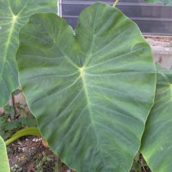 Elephant ears Plant or  bulb/root.   Ears get to 2+ feet in size