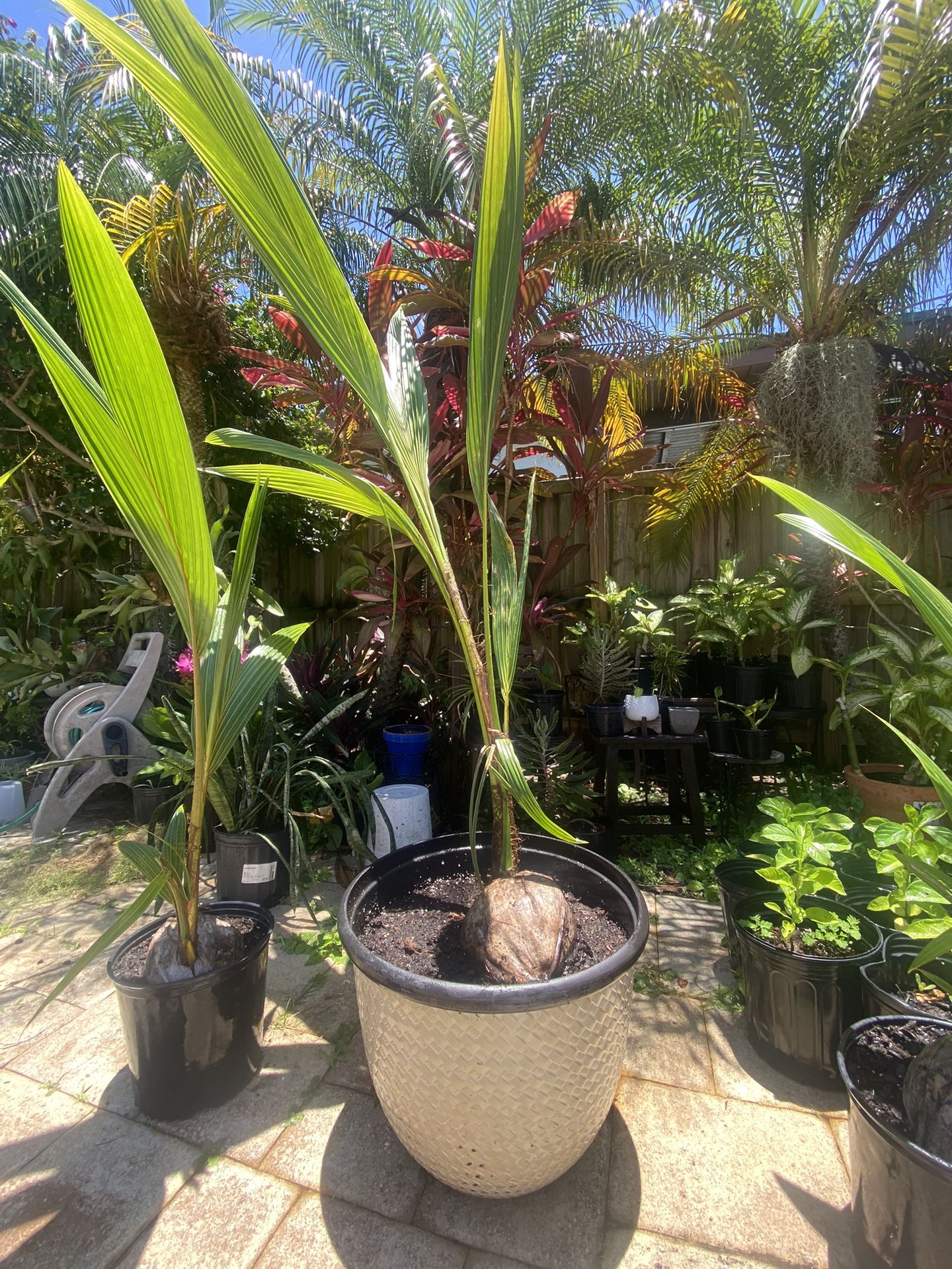 6 Ft Tall Coconut Palm w/Large Pot
