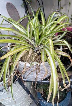 Spider plant with vase $40
