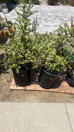 Large Elephant Plant