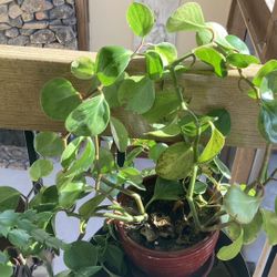 Healthy Live Plants $10 Each 