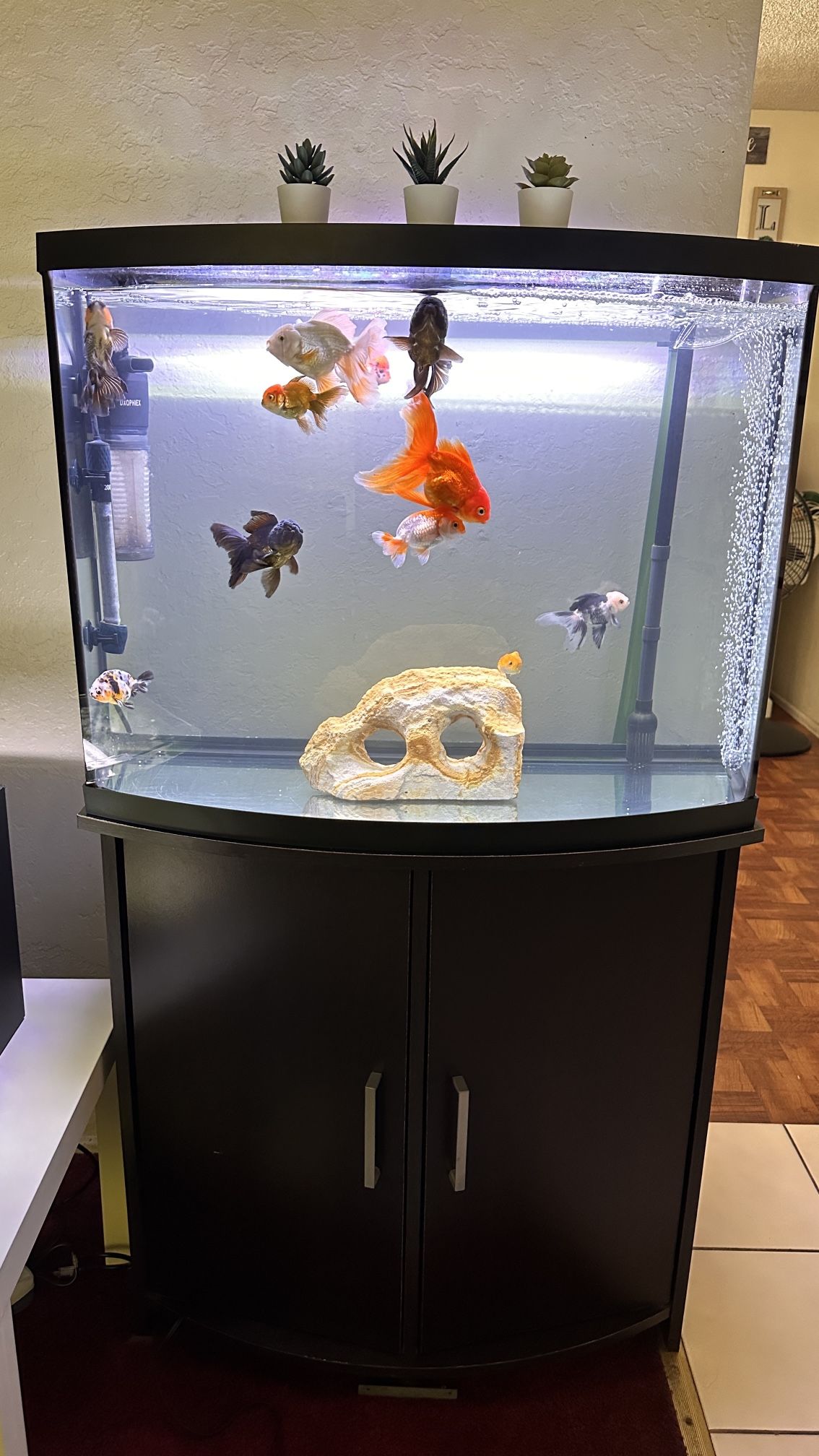 36 Gallon Bowfront Aquarium / Fish Tank and Sturdy Stand for Sale in