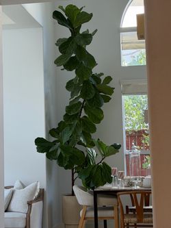 Ficus plant