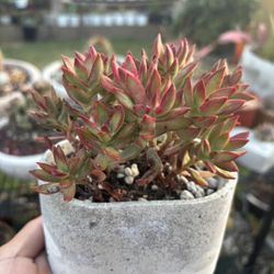 Crassula Llamas Rojas 