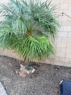 Palm tree
