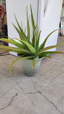 Aloe Vera Plant Organic ( Price Firm!)