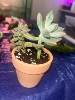 Ghost plant