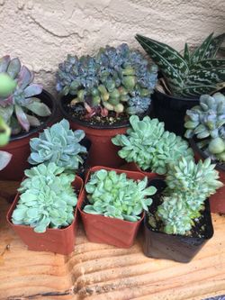 Succulents crested
