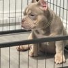 nikita