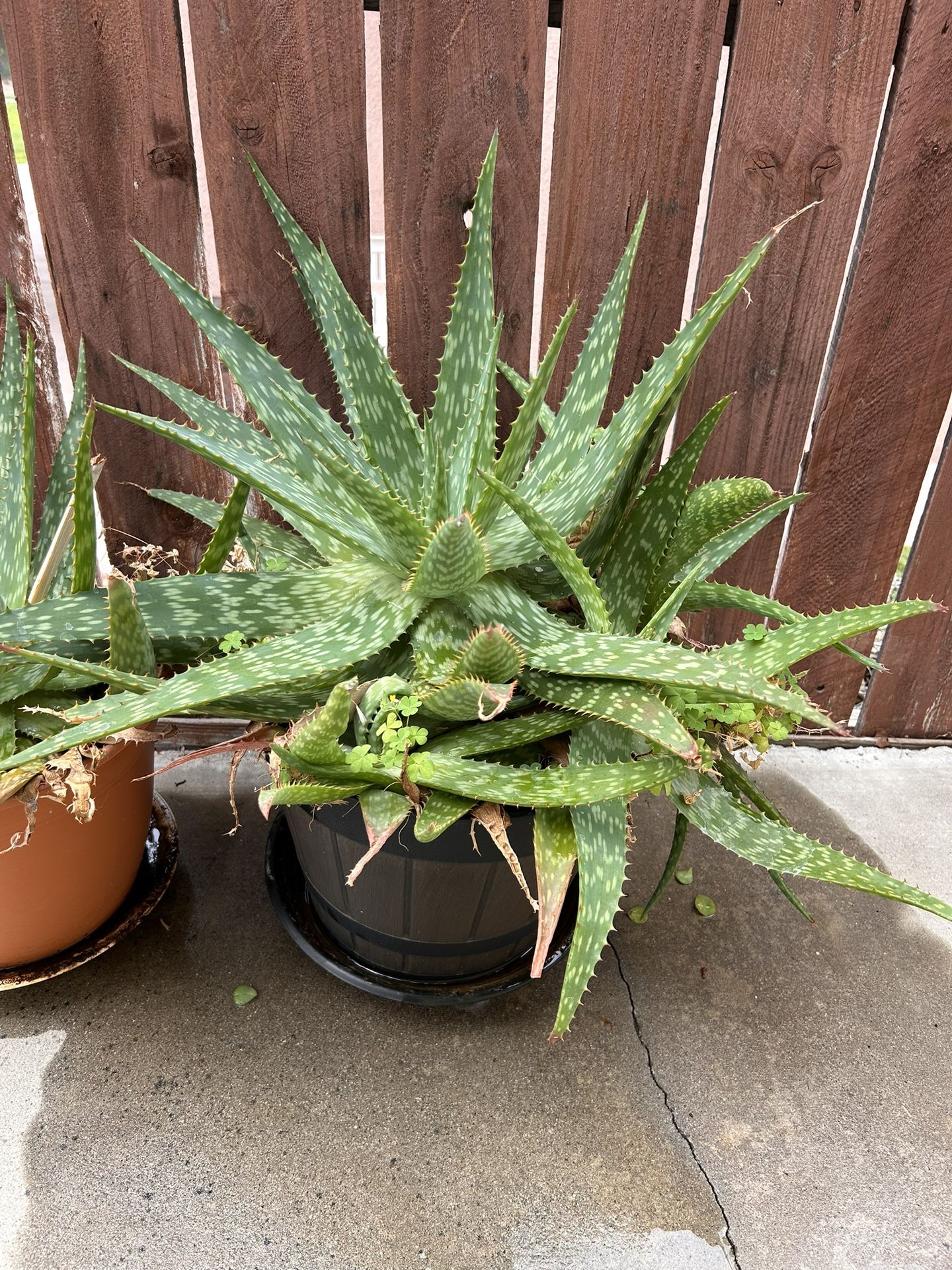 Variety Live Plants For Sale. Price $15 - $20 - $25.