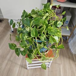 Pothos with variegated leaves