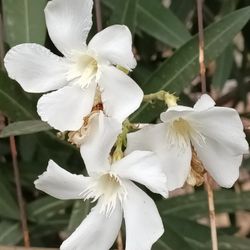 White Flowering Oleander 