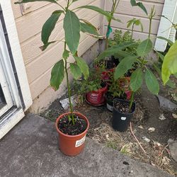 Avocado Tree $5