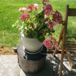 Flower Pot  With Beautiful Flowers 