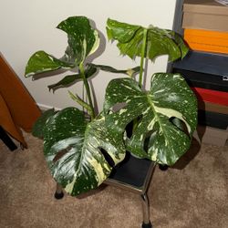 Monstera Thai constellation 