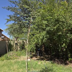 Chinese Elm 9 Ft Plus