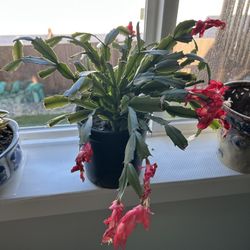 Christmas Cacti in 6” Black Planter
