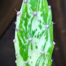 Variegated Opuntia Cactus - 3' ft. Tall 🌵