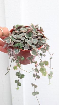 Ceropegia Woodii Strings of Hearts Variegated Plant 4" Pot - Indoor House Plants