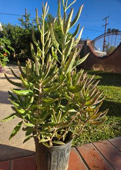 Kalanchoe Mother Of Thousand Suculent Plant Medesinal