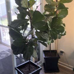 Large Fiddle Leaf plants